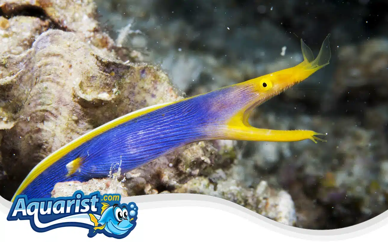 Ribbon Eel Ribbon Eel