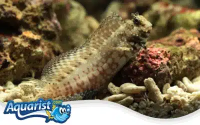 Lawnmower Blenny