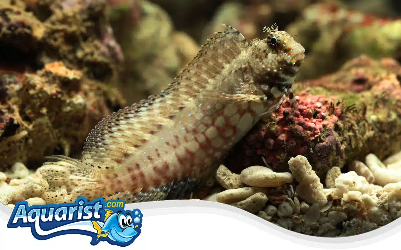 Lawnmower Blenny Lawnmower Blenny