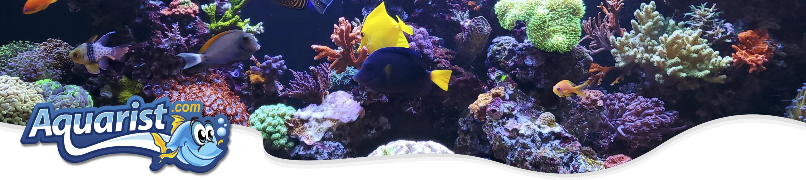 Saltwater Aquarist