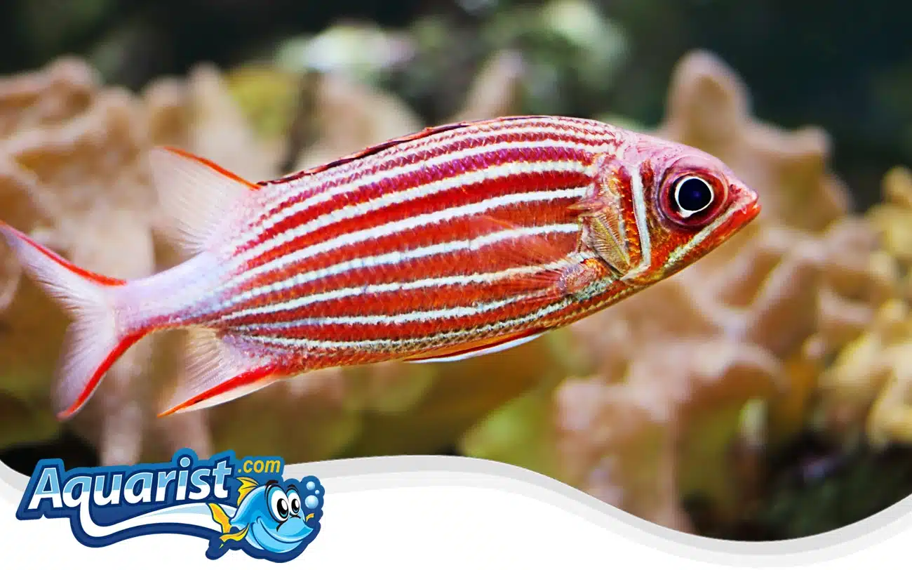 Crown Squirrelfish Crown Squirrelfish