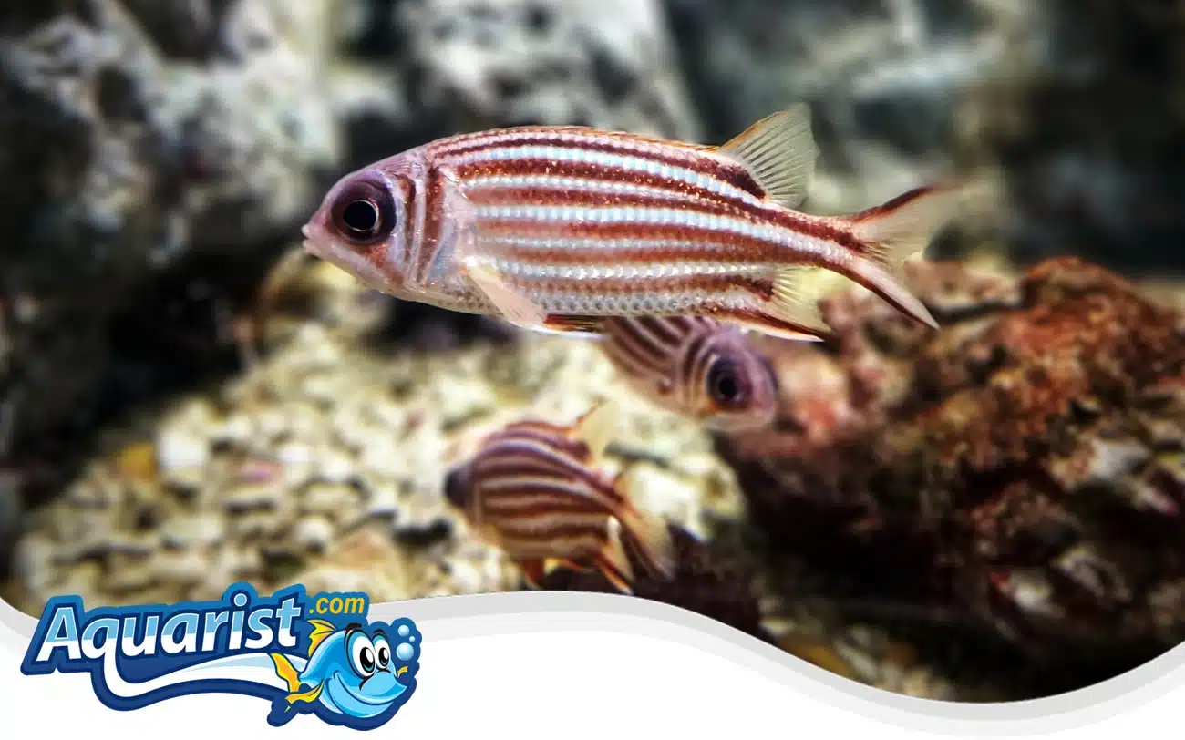 Redcoat Squirrelfish Redcoat Squirrelfish
