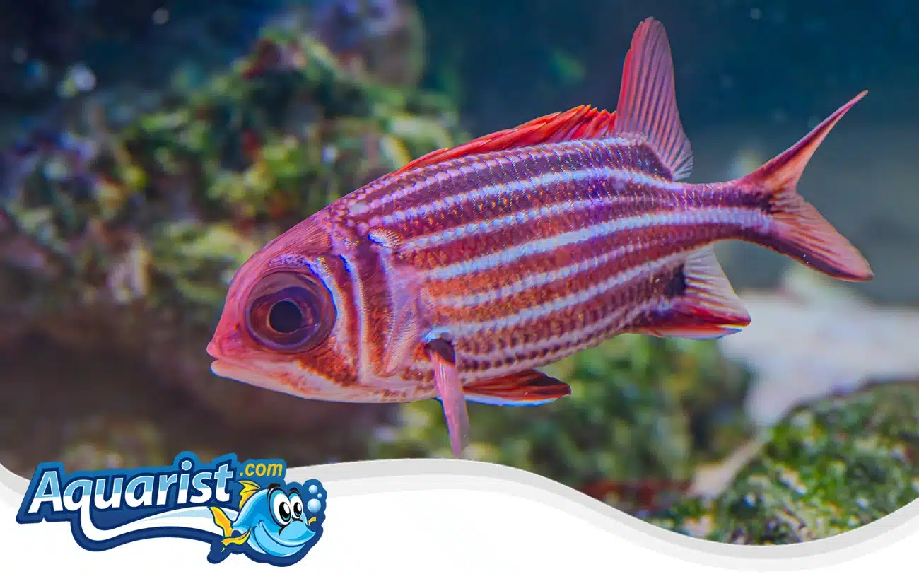 Hawaiian Squirrelfish Hawaiian Squirrelfish