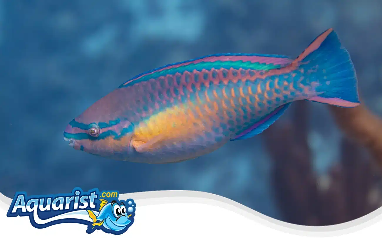 Princess Parrotfish Princess Parrotfish