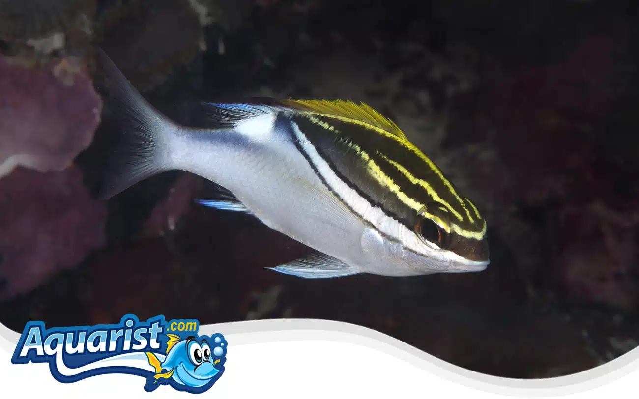 Two-Line Monocle Bream Two-Line Monocle Bream
