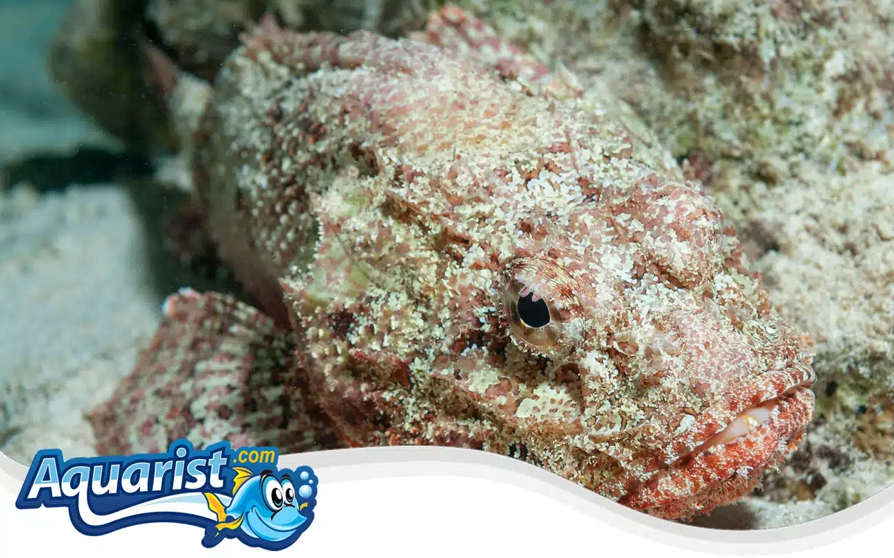 Spotted Scorpionfish Spotted Scorpionfish