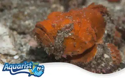 Flasher Scorpionfish