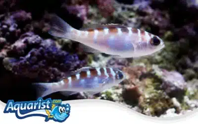 Chalk Bass