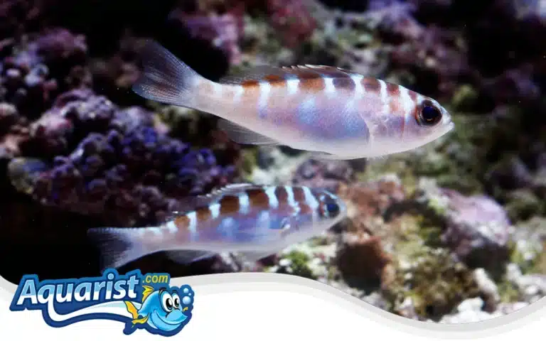 Chalk Bass (Serranus tortugarum)