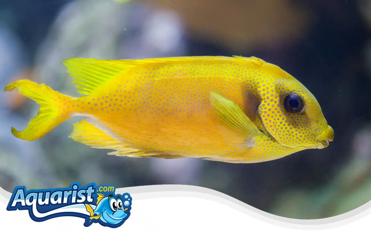 Coral Rabbitfish Coral Rabbitfish