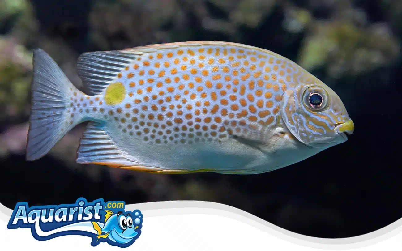 Orange-Spotted Spinefoot Orange-Spotted Spinefoot