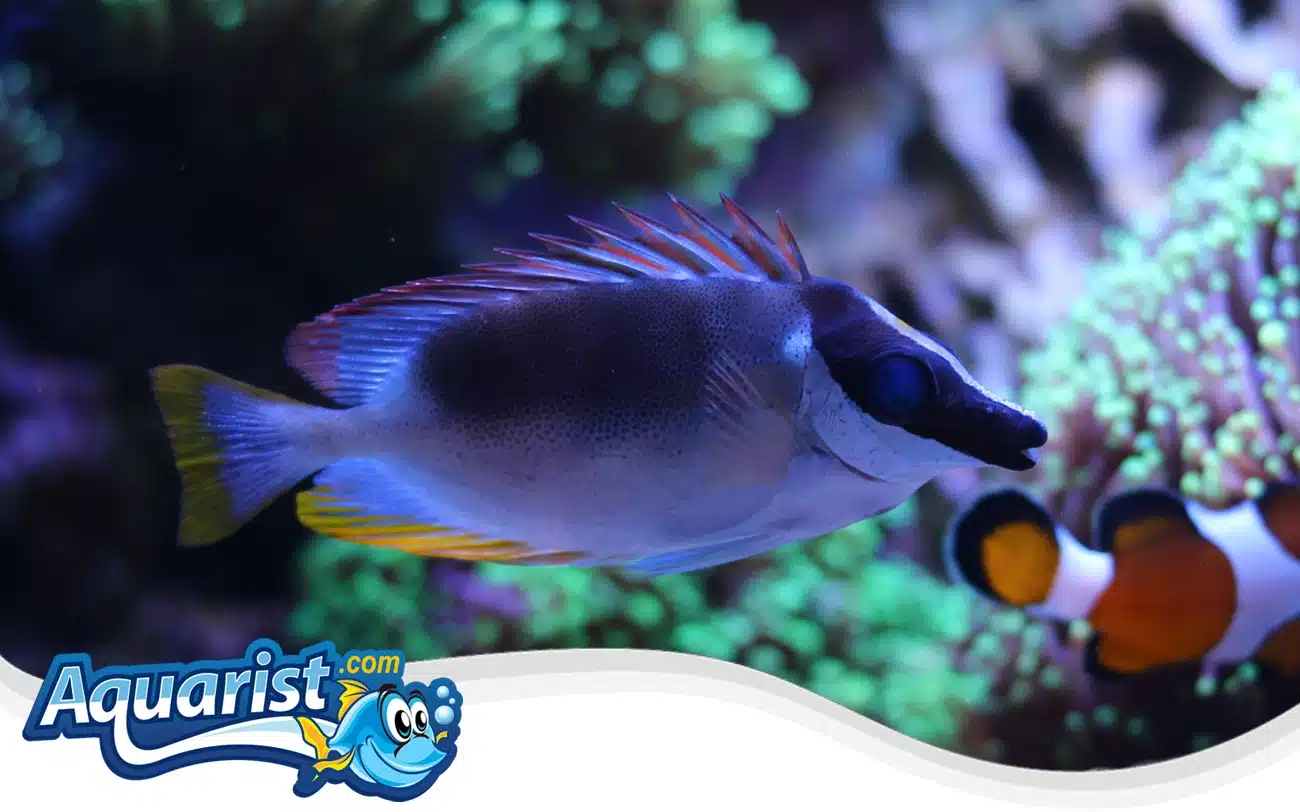Magnificent Rabbitfish Magnificent Rabbitfish