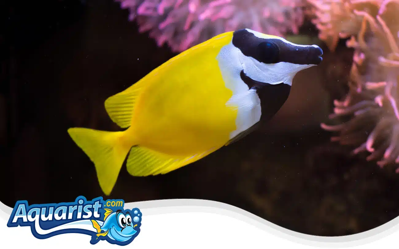 Foxface Rabbitfish Foxface Rabbitfish