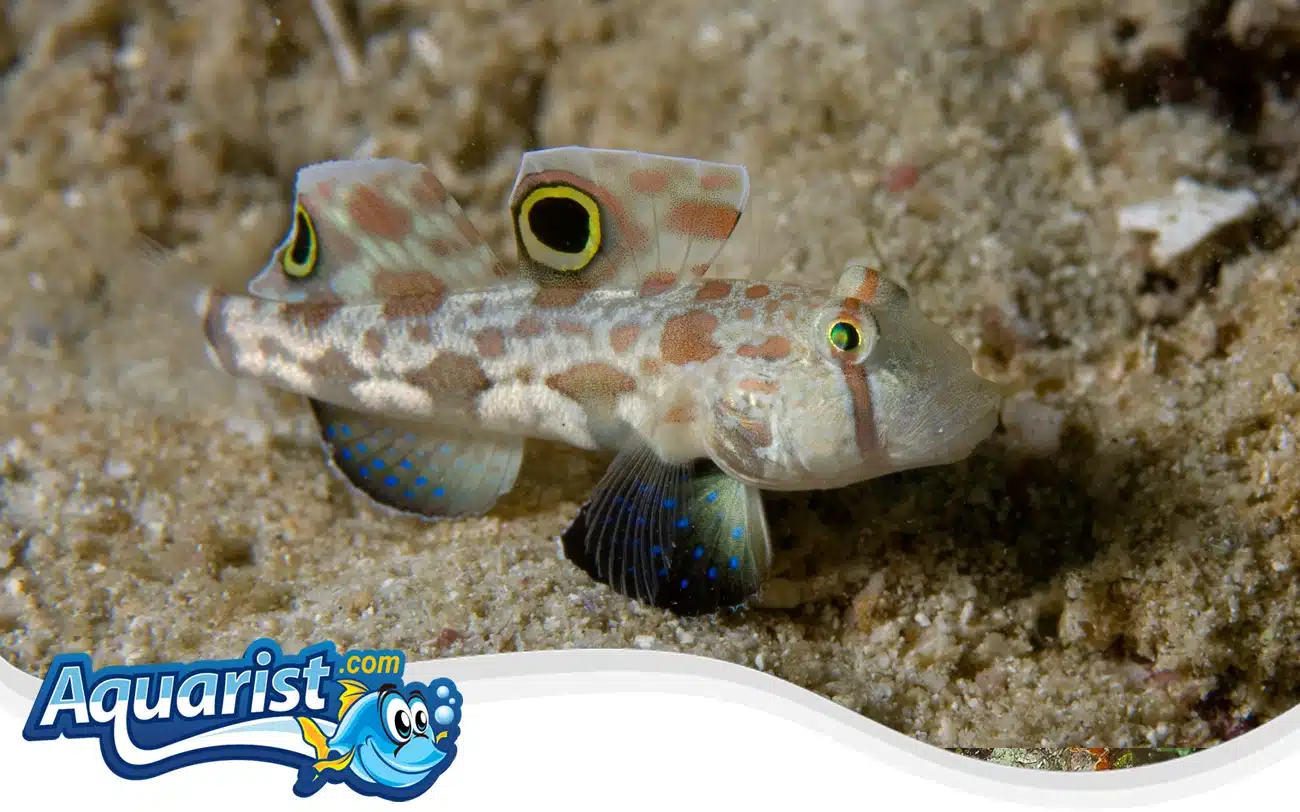 Twin-Spot Goby Twin-Spot Goby