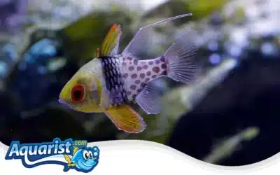 Pajama Cardinalfish