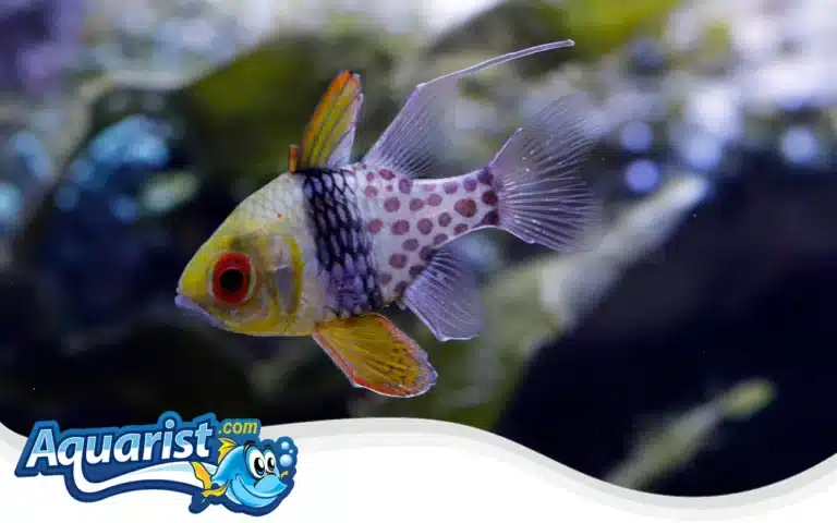 Pajama Cardinalfish (Sphaeramia nematoptera)