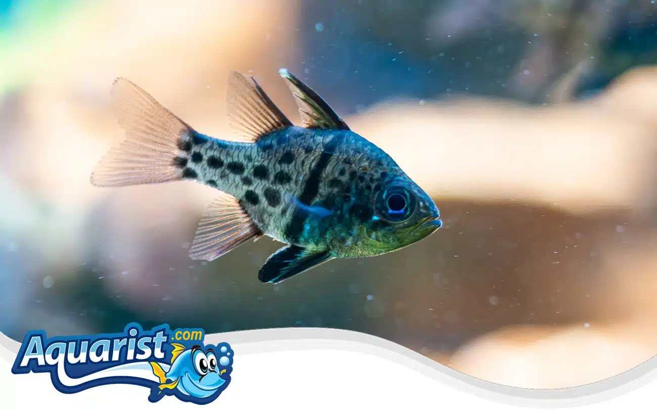 Orbiculate Cardinalfish Orbiculate Cardinalfish