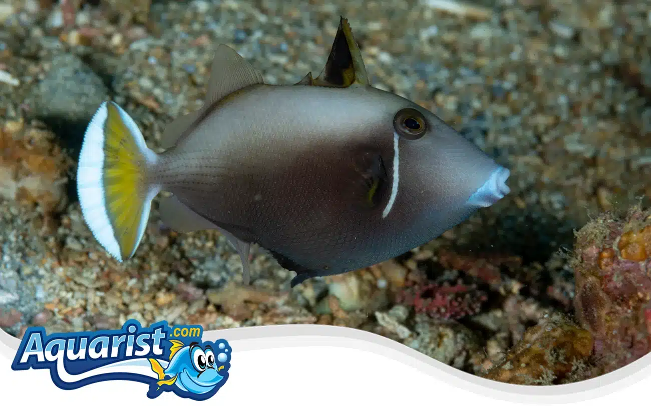 Halfmoon Triggerfish Halfmoon Triggerfish