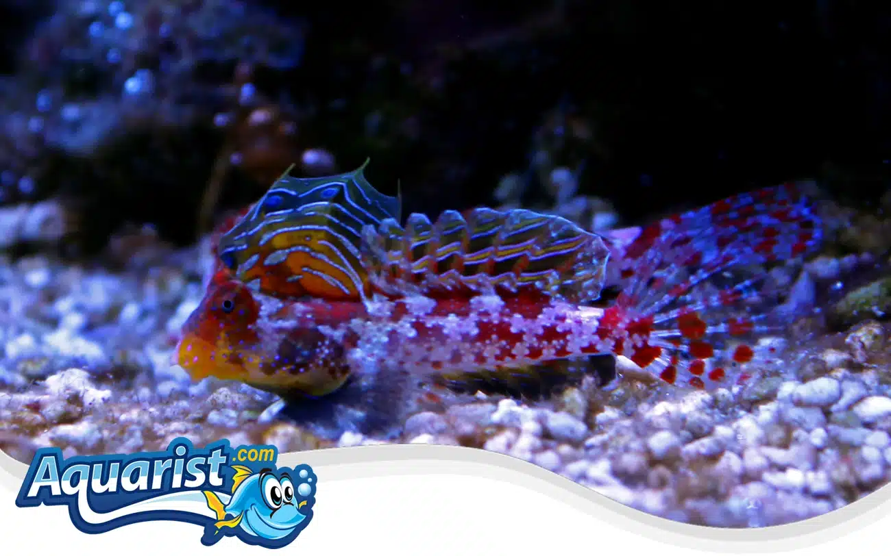 Starry Dragonet Starry Dragonet