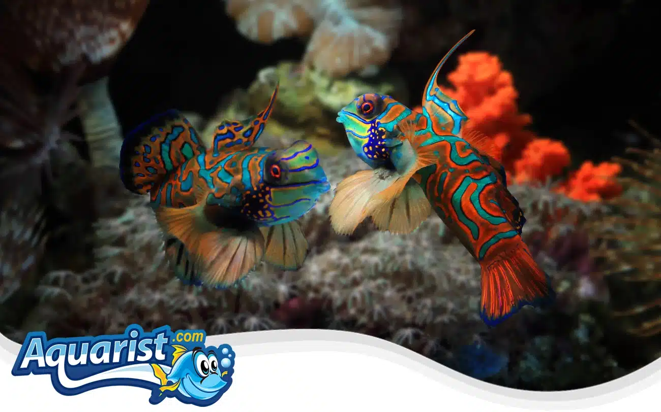 Mandarin Dragonet Mandarin Dragonet