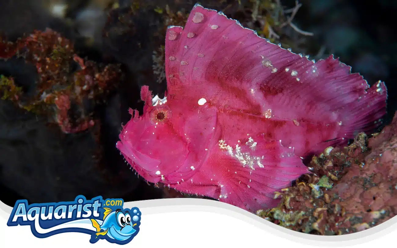 Leaf Scorpionfish Leaf Scorpionfish