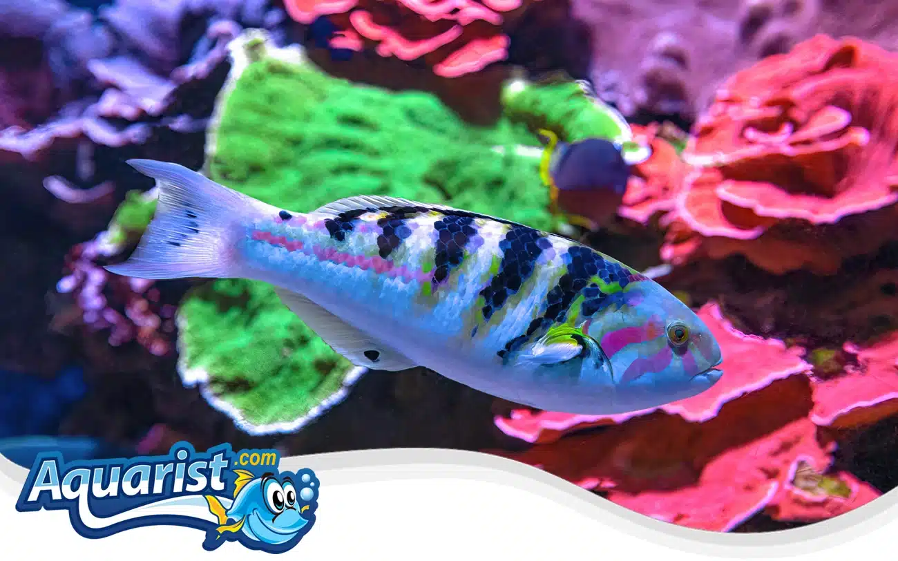 Sixbar Wrasse Sixbar Wrasse (Male)