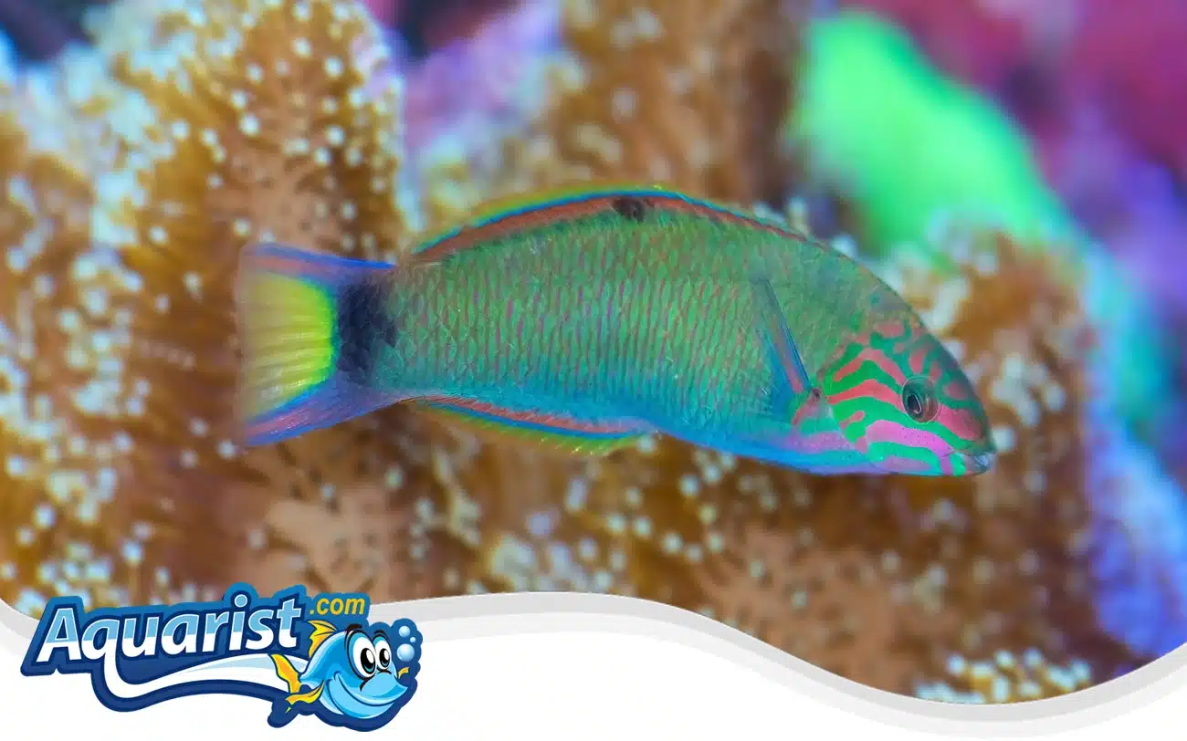 Moon Wrasse Moon Wrasse