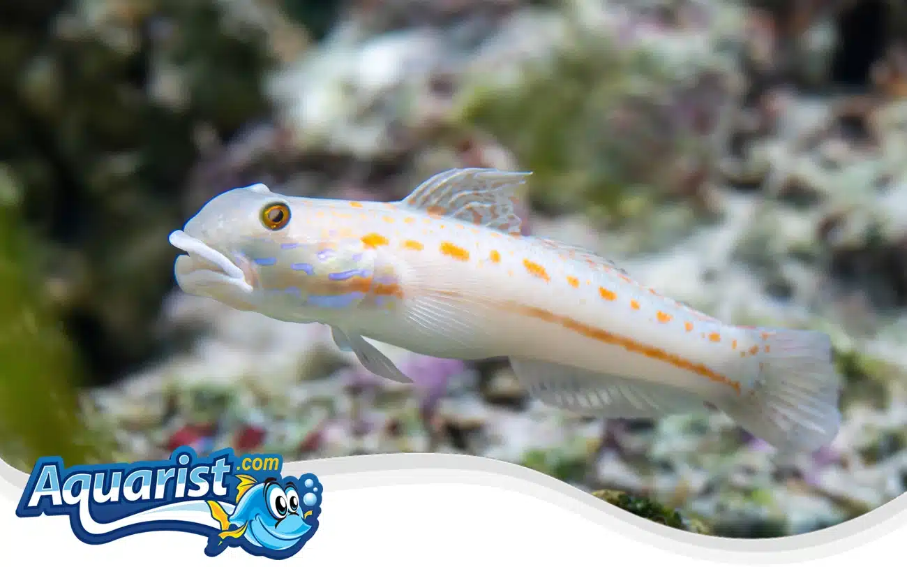 Diamond Goby Diamond Goby