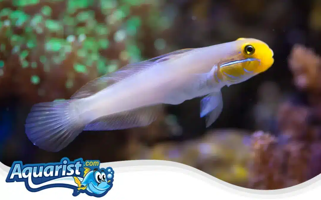 Golden Head Sleeper Goby