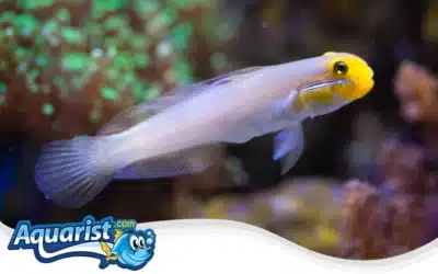 Golden Head Sleeper Goby