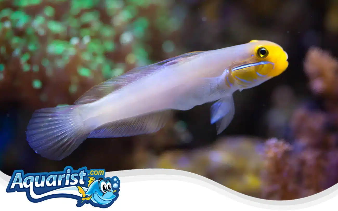 Golden Head Sleeper Goby Golden Head Sleeper Goby