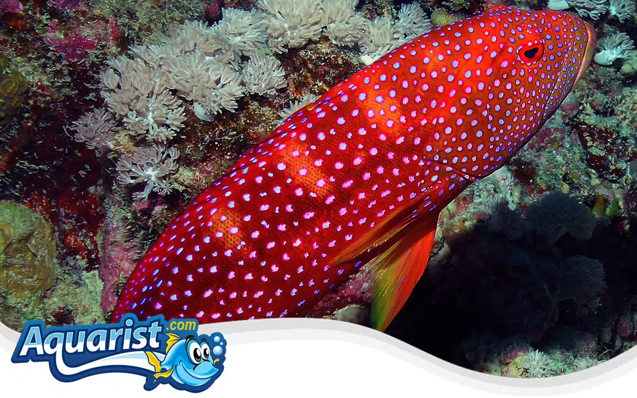 Lyretail Grouper Lyretail Grouper