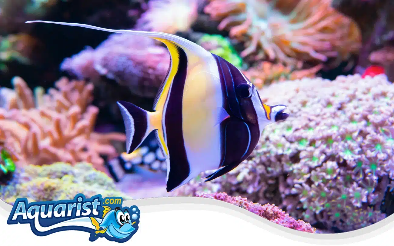 Moorish Idol Moorish Idol
