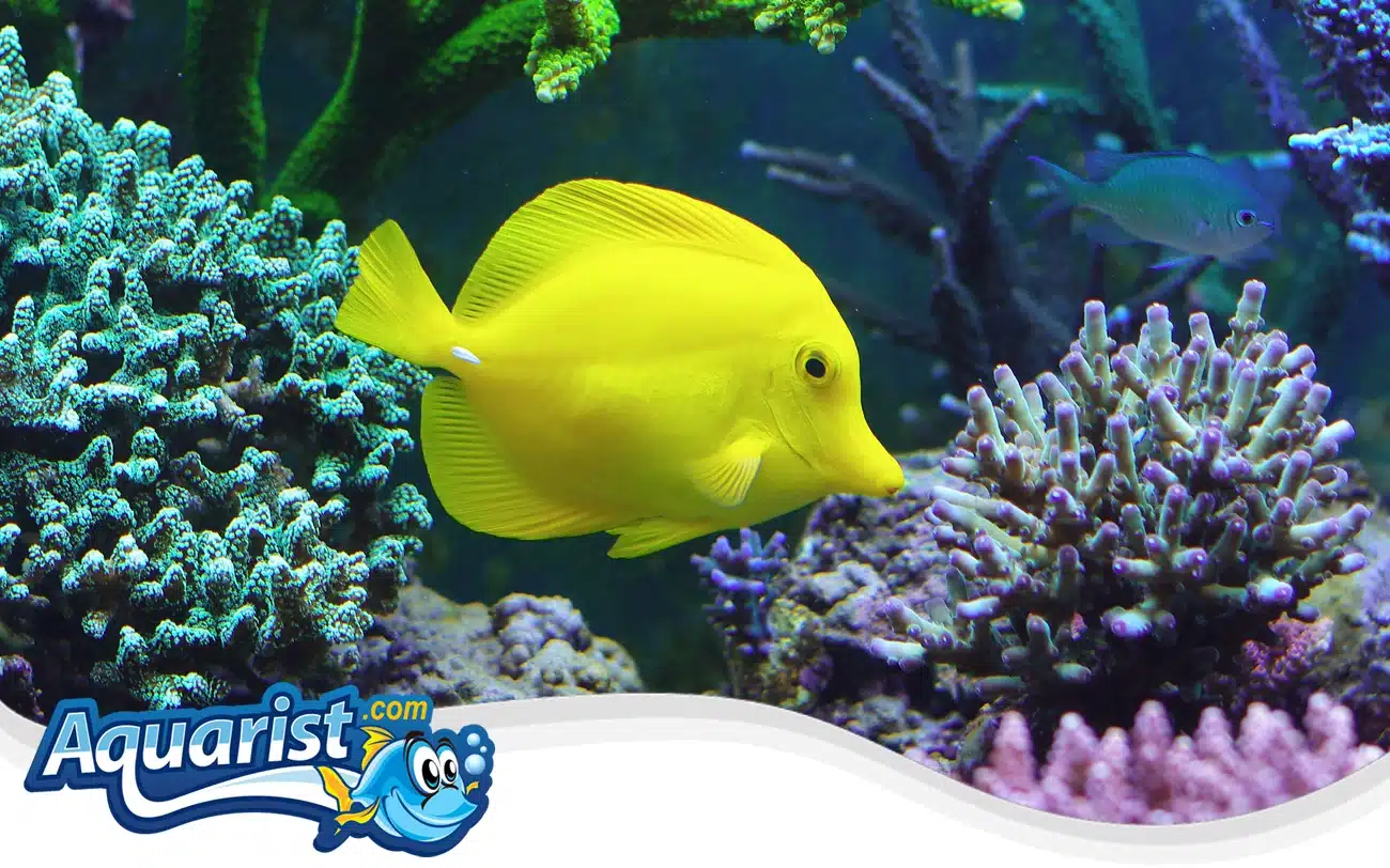 Yellow Tang Yellow Tang