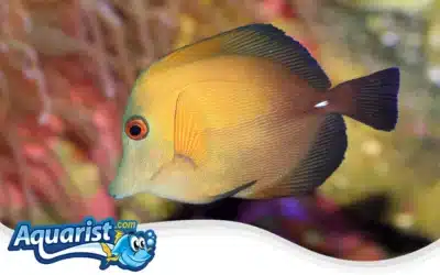 Brown Tang