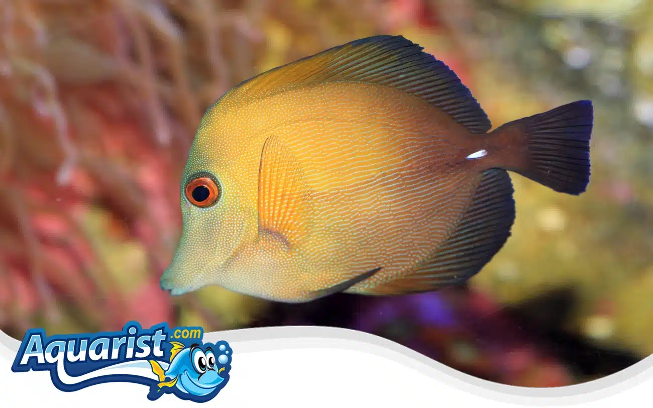 Brown Tang Brown Tang