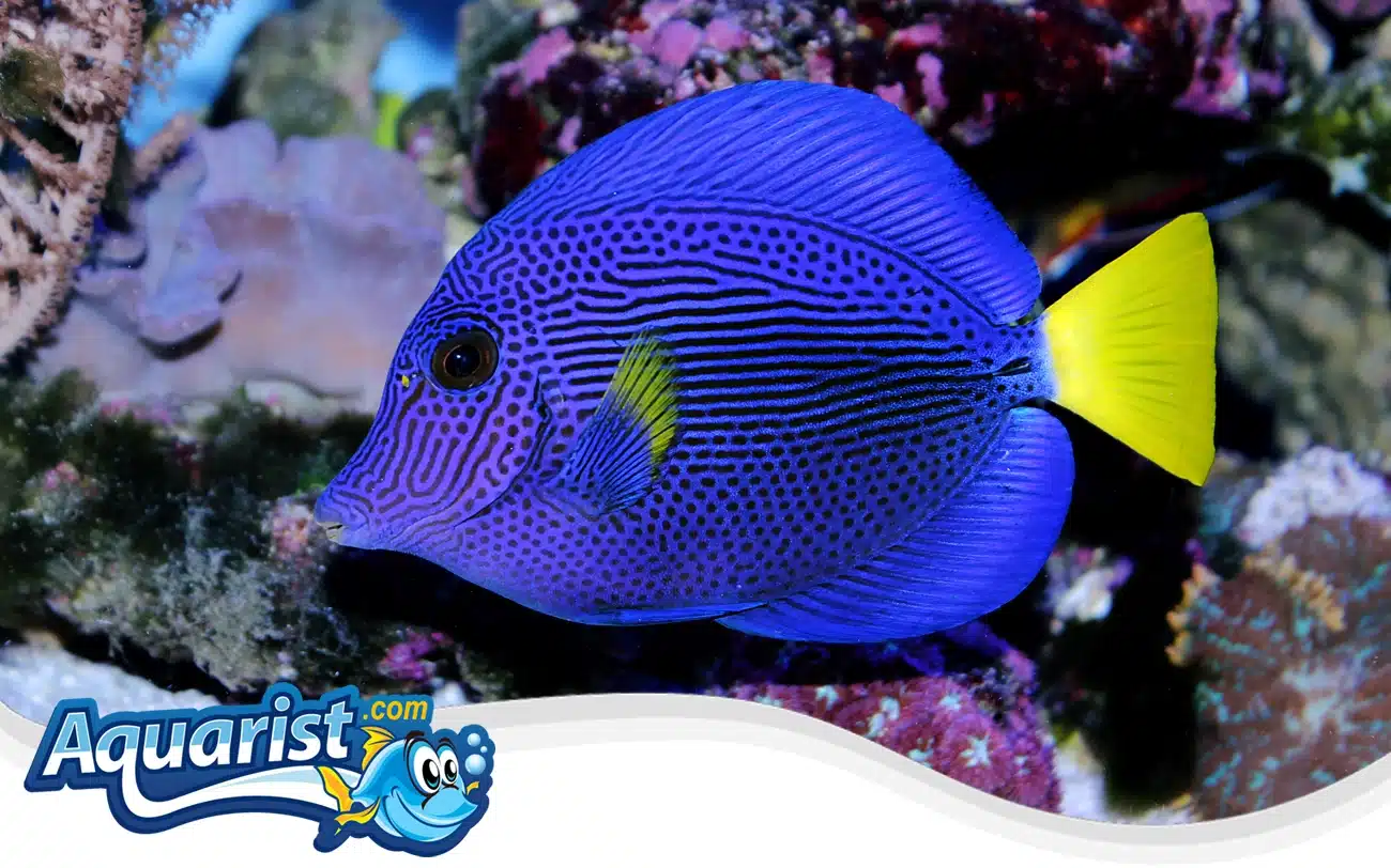 Purple Tang Purple Tang