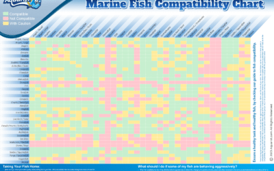 Marine fish compatibility chart grid