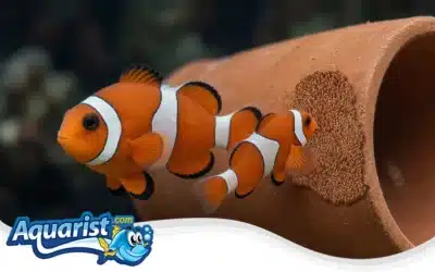Breeding Clownfish: A Complete Guide for Aquarists