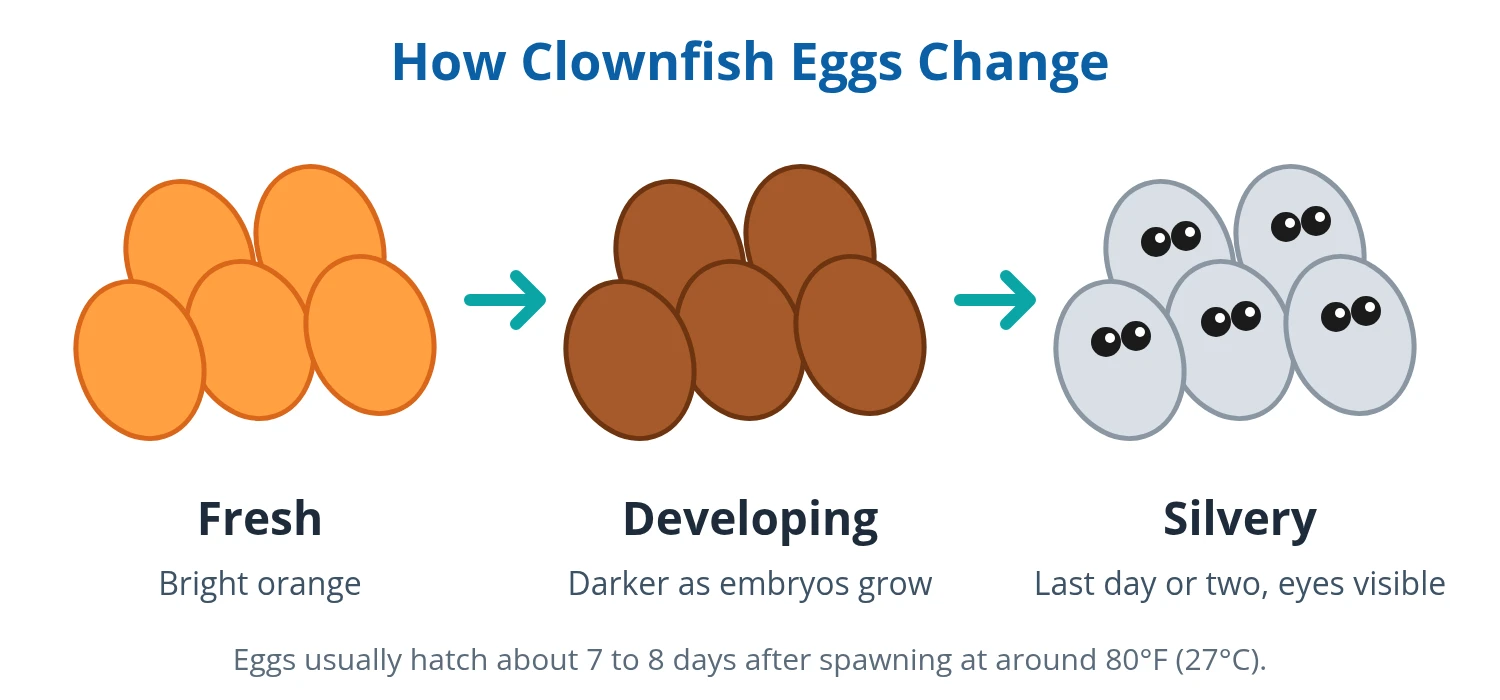 Clownfish eggs changing from orange to dark to silvery over about a week