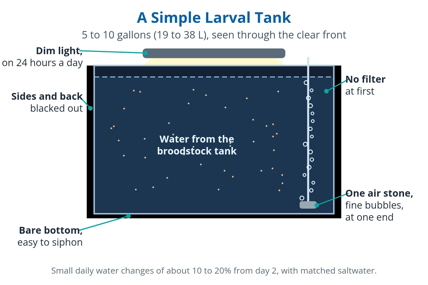 Diagram of a 5 to 10 gallon (19 to 38 L) clownfish larval tank with blacked-out sides, a bare bottom and one air stone