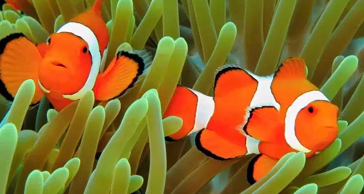 Pair of ocellaris clownfish in a sea anemone