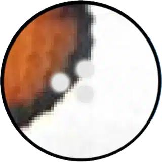 Body Flukes close-up