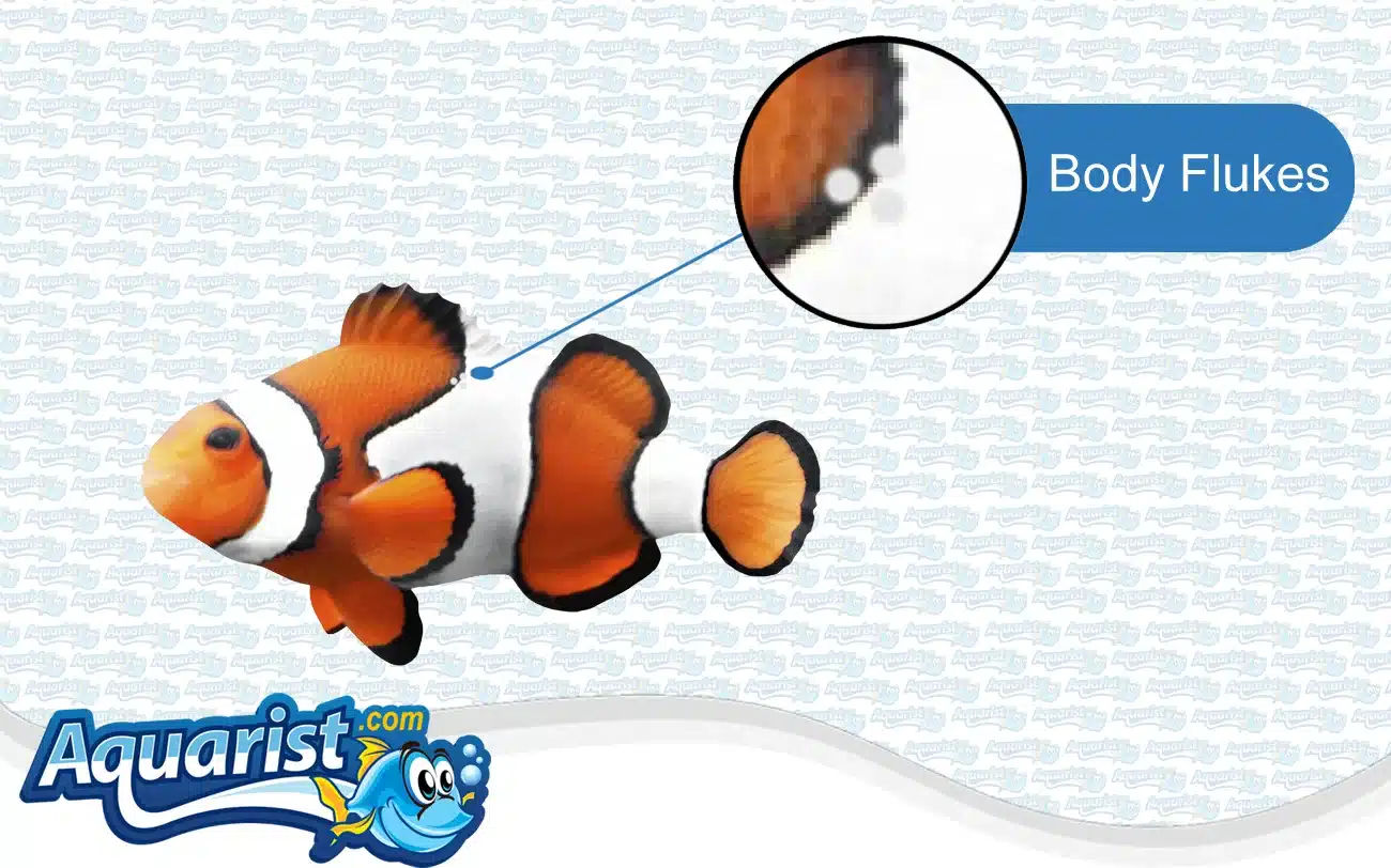 Body Flukes in a saltwater fish