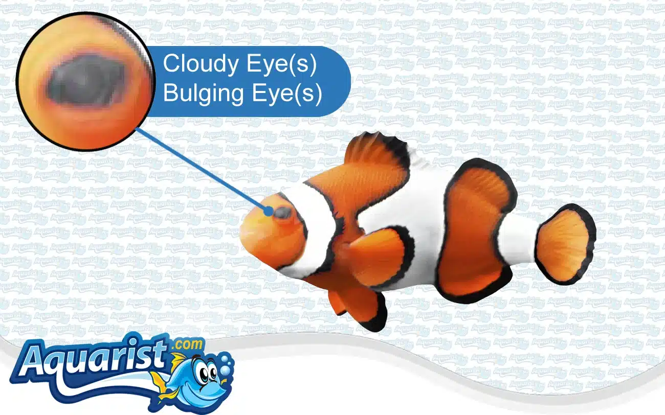 Cloudy or Bulging Eyes in a saltwater fish