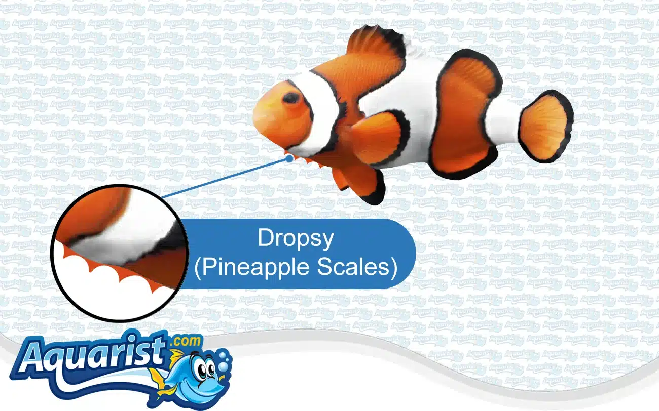 Dropsy (Pineapple Scales) in a saltwater fish