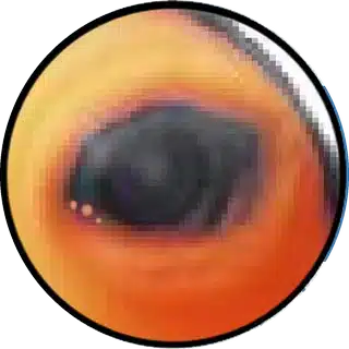 Eye Fluke close-up