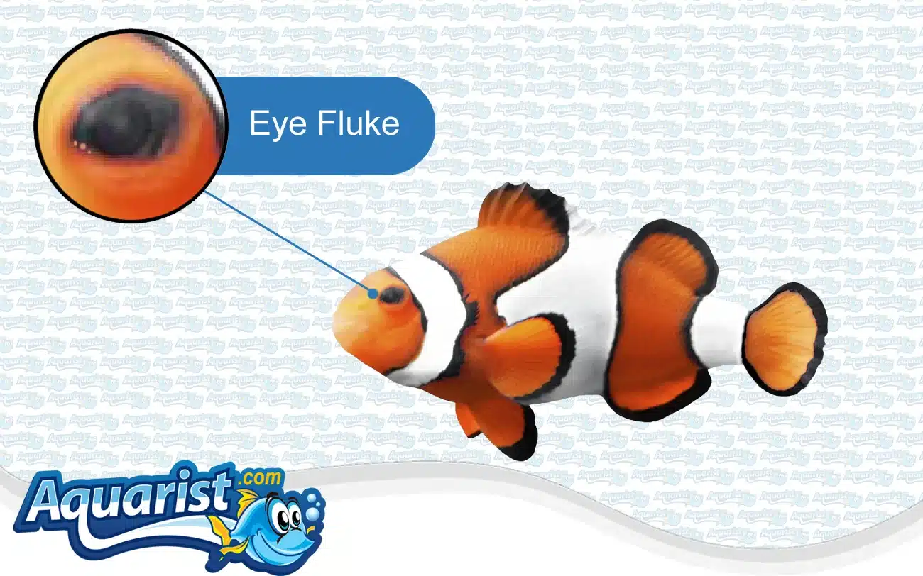 Eye Fluke in a saltwater fish