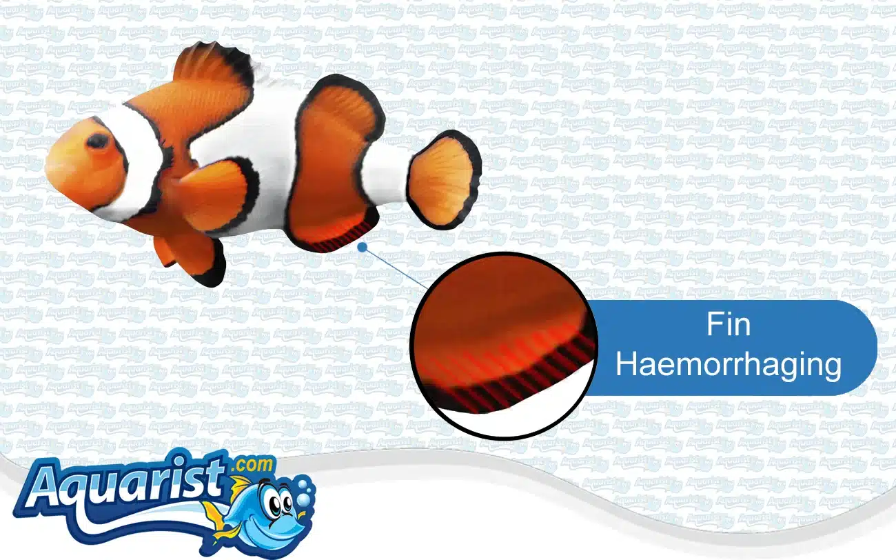 Fin Hemorrhaging in a saltwater fish