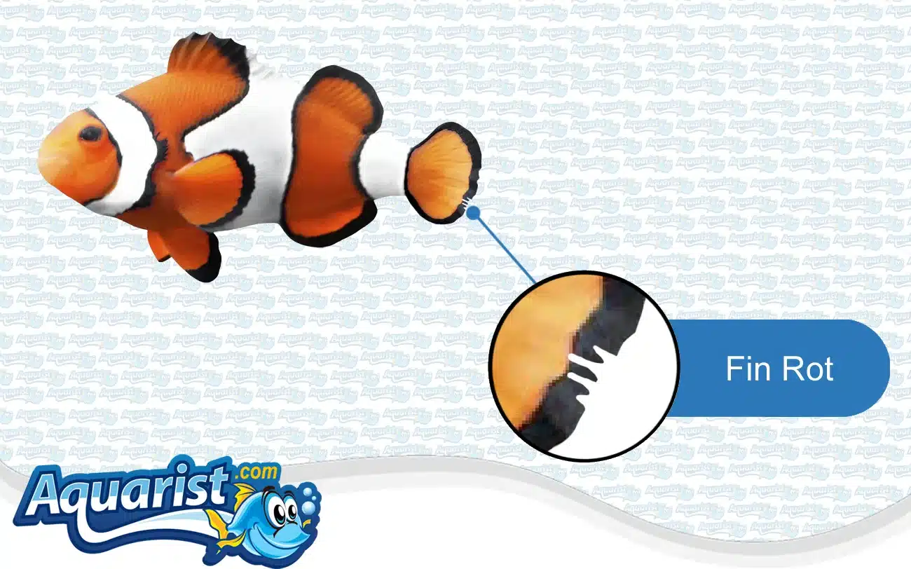Fin Rot in a saltwater fish